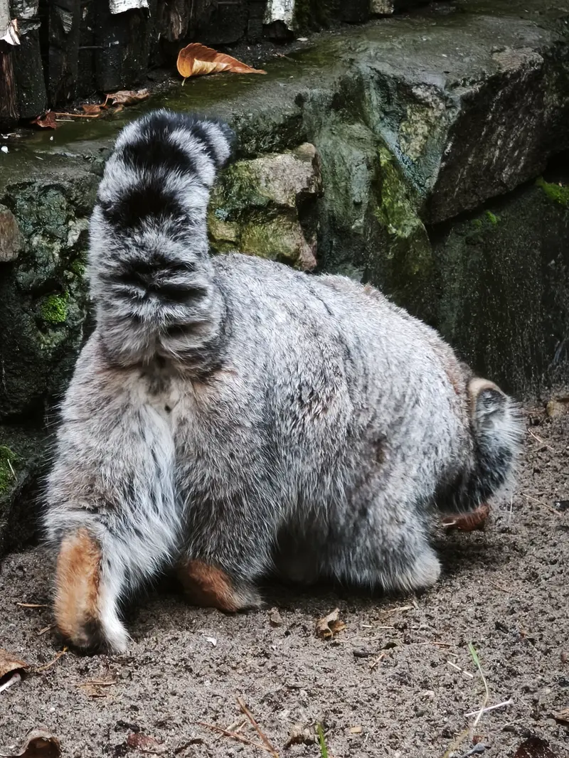 A photograph of Grey in Novosibirsk Zoo