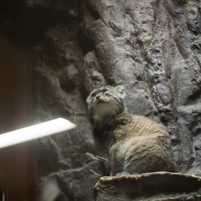 A photograph of Primula in Ueno Zoological Gardens