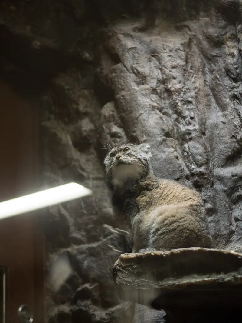 A photograph of Primula in Ueno Zoological Gardens