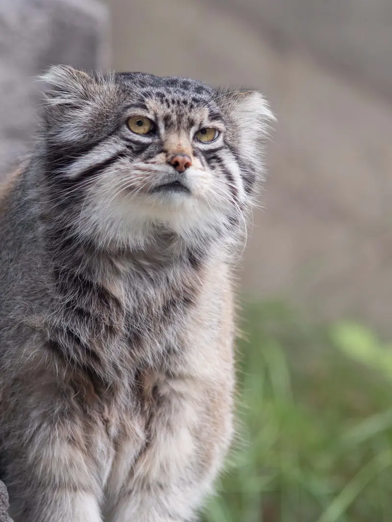 A photograph of Grusha in Asahiyama Zoo