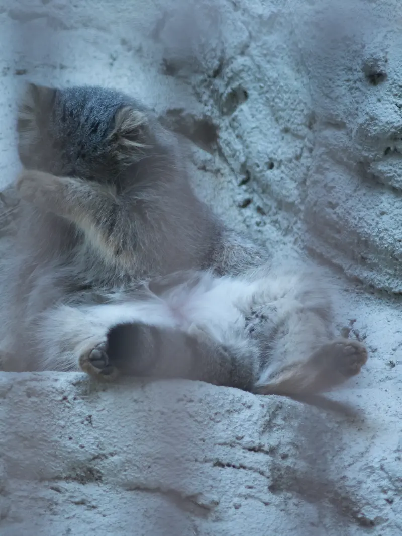 A photograph of Figa in Nogeyama Zoo