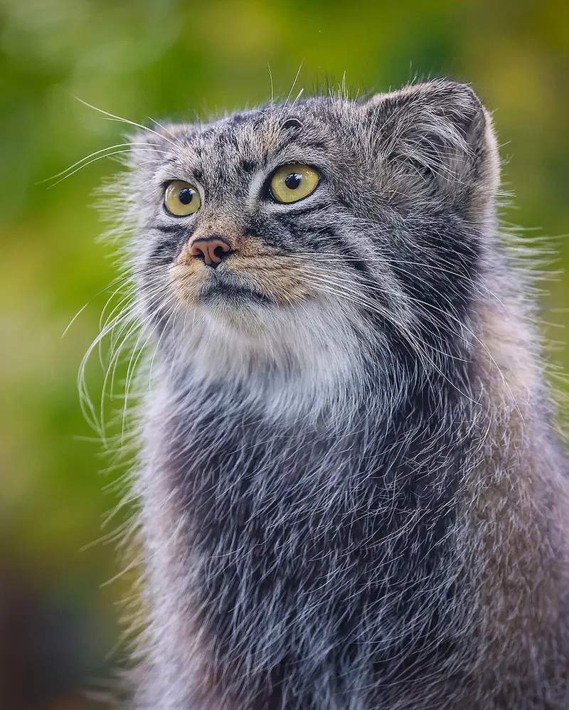 A photograph of Nox in Calgary Zoo / Wilder Institute