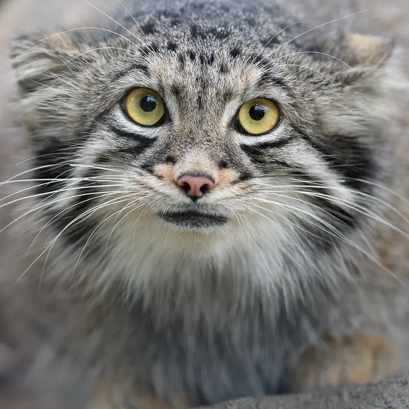 A photograph of Oto in Kobe Oji Zoo