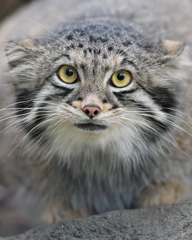 A photograph of Oto in Kobe Oji Zoo
