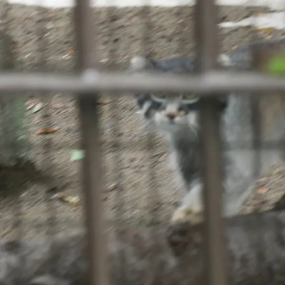 A photograph of a Pallas's cat in Nogeyama Zoo