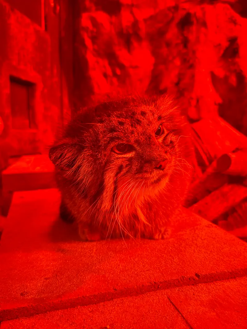 A photograph of Naim in Ueno Zoological Gardens