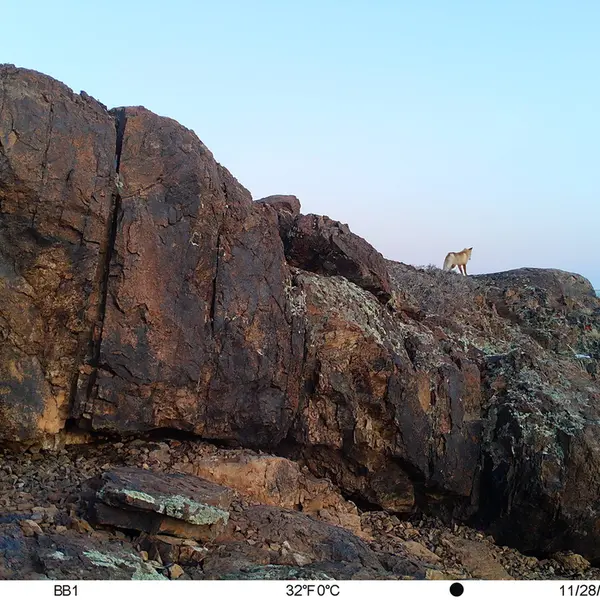 A photograph of Red fox from Aktas-Kunkora camera trap