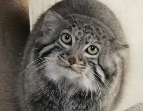 A photograph of Sun Daniang in Qinghai-Tibet Plateau Wildlife Zoo