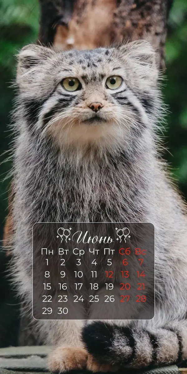 This is one of the calendar photos from the Novosibirsk Zoo Telegram.