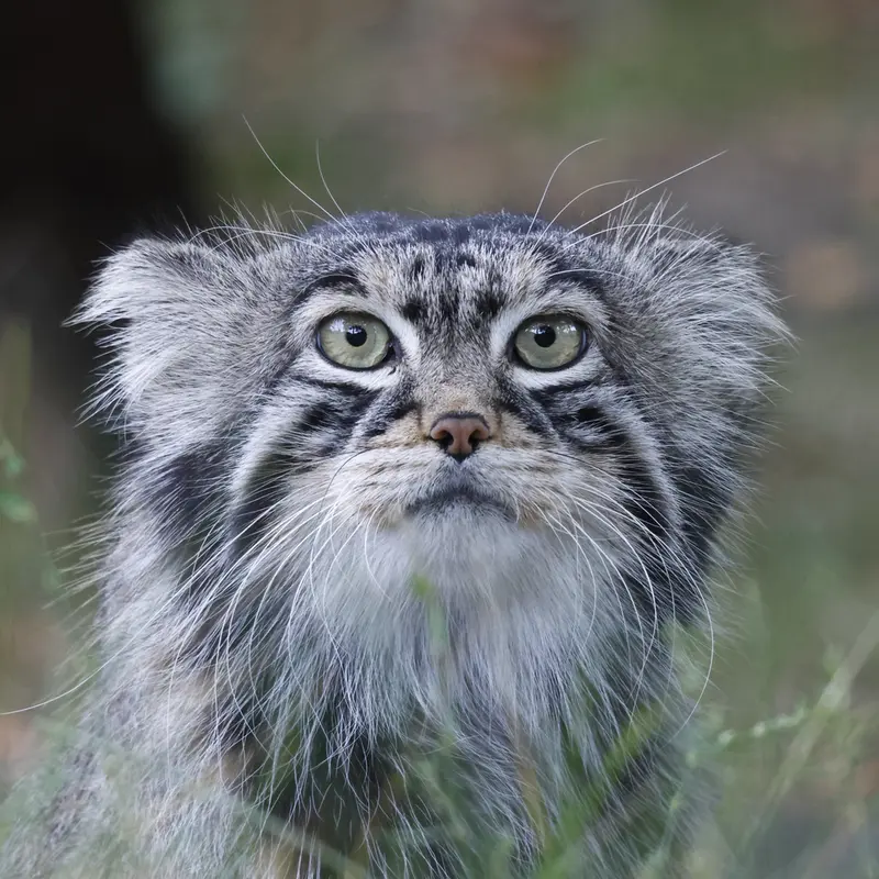 A photograph of a Pallas's cat
