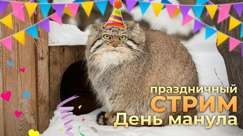 Results of the giveaway on the Pallas's Cat Livestream