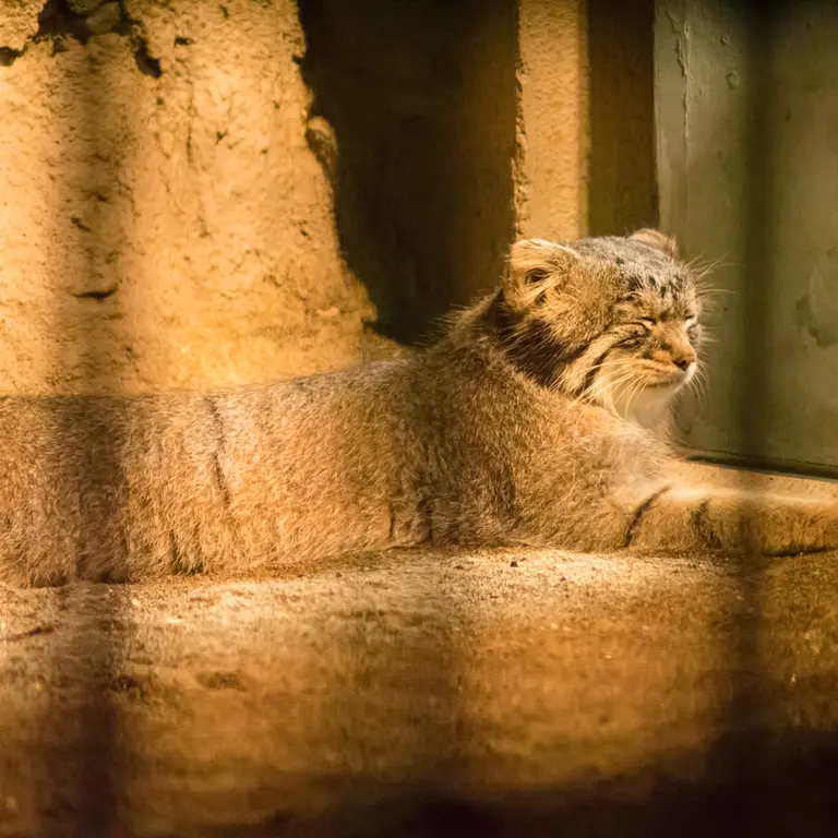 A photograph of Figa in Nogeyama Zoo
