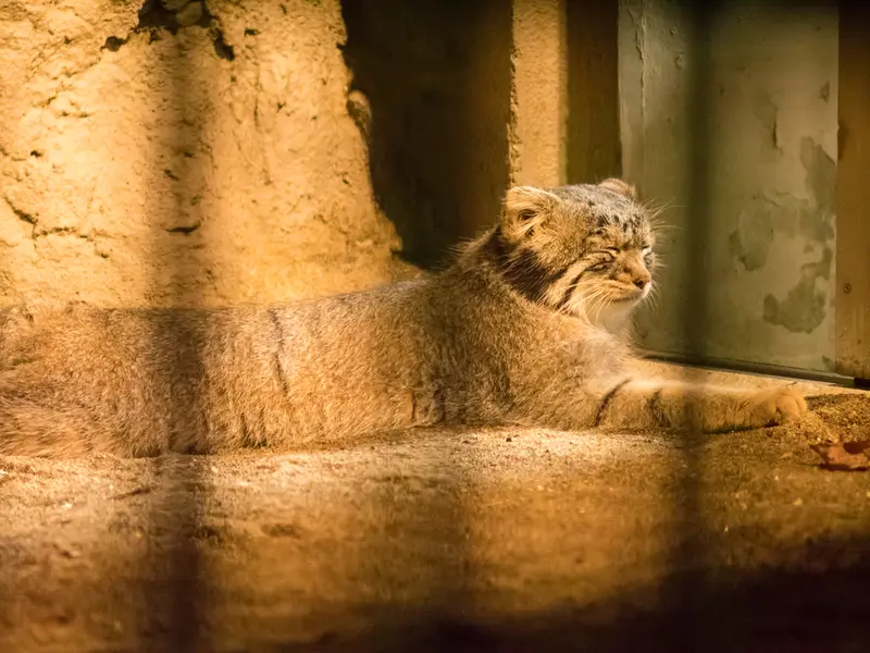 A photograph of Figa in Nogeyama Zoo