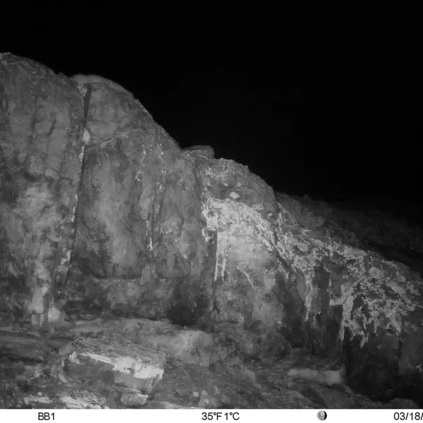 A photograph of Otocolobus manul manul from Aktas-Kunkora [new] camera trap