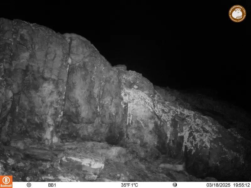 A photograph of Otocolobus manul manul from Aktas-Kunkora camera trap