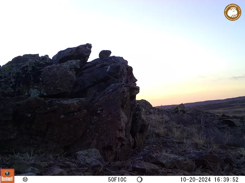A photograph of Pika from Karashoky camera trap