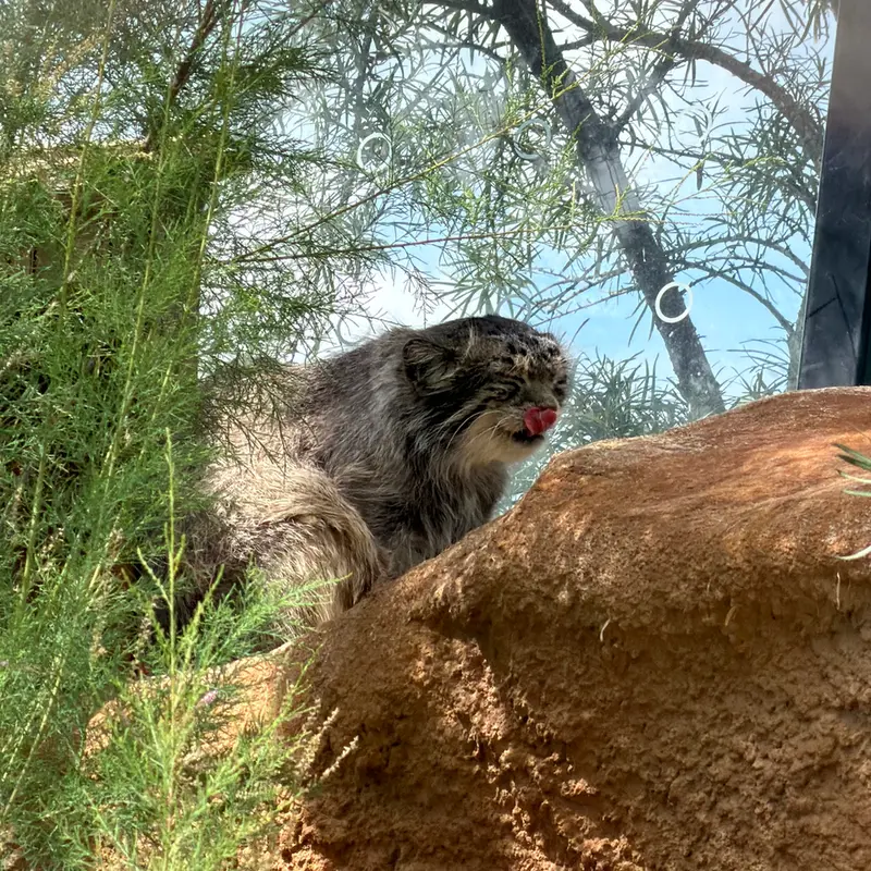 A photograph of Spay in Prague Zoo