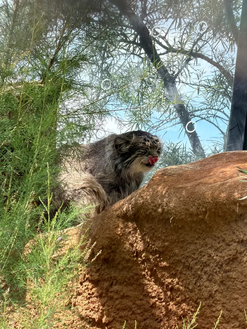 A photograph of Spay in Prague Zoo
