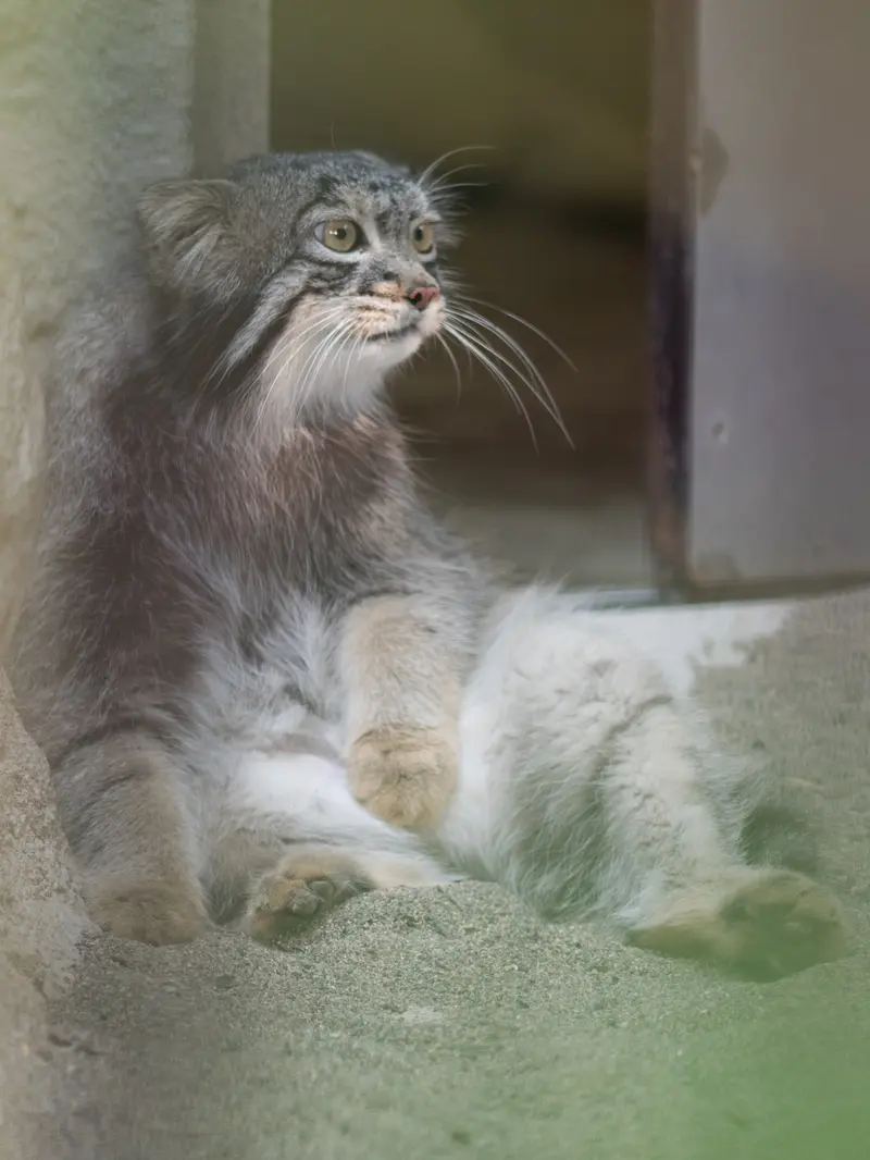 A photograph of Figa in Nogeyama Zoo
