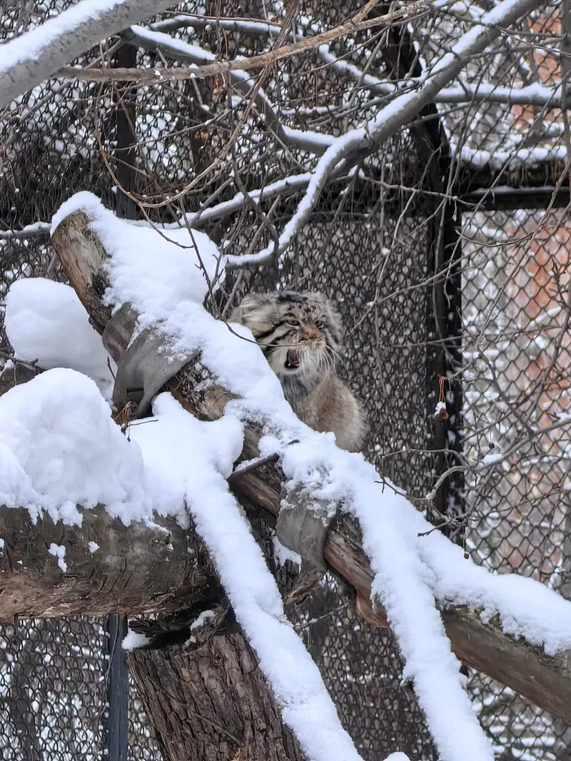 A photograph of Achi in Novosibirsk Zoo