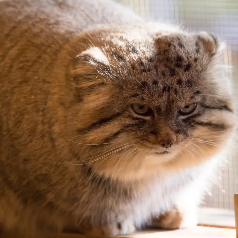 A photograph of Lotos in Saitama Children's Zoo