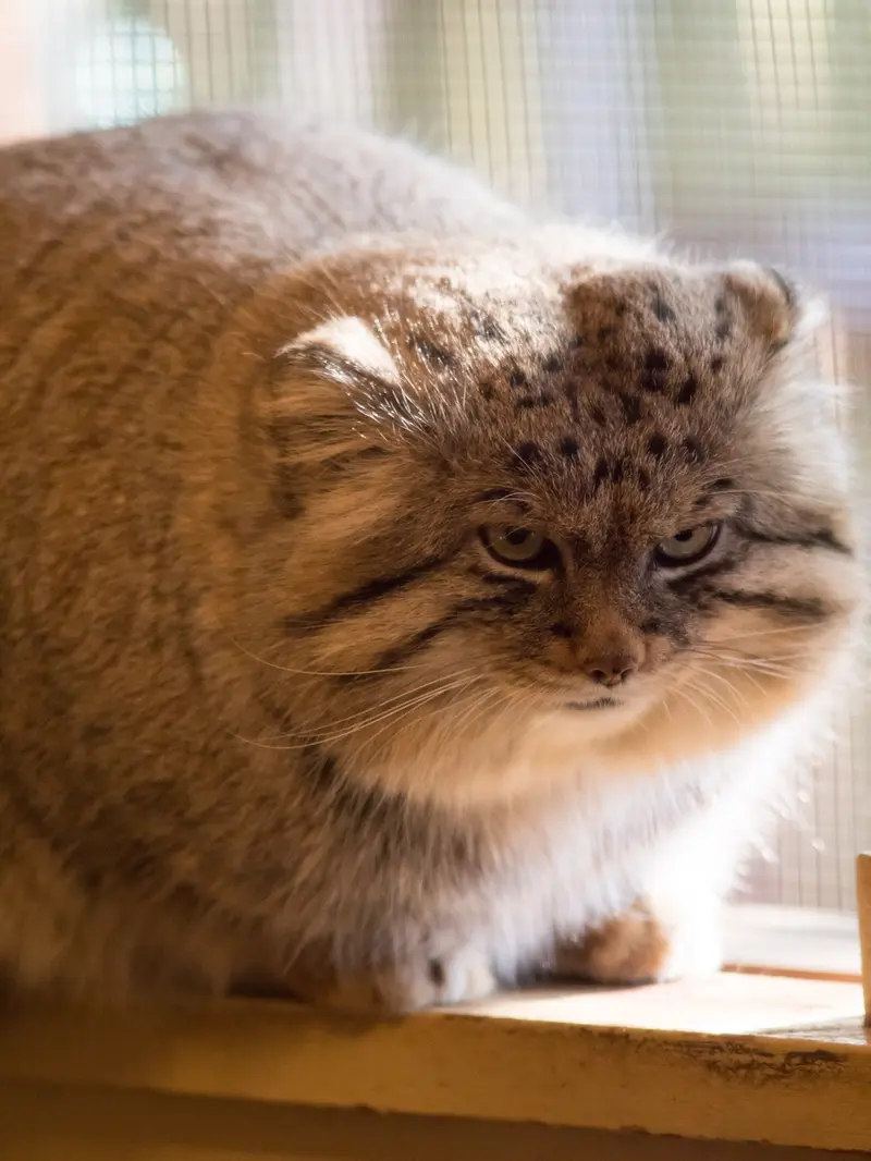 A photograph of Lotos in Saitama Children's Zoo