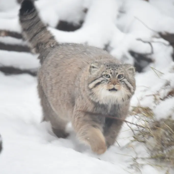 A photograph of Zelenogorsk in Novosibirsk Zoo