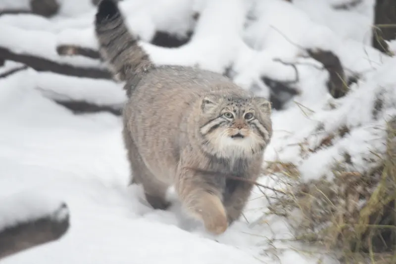 A photograph of a Pallas's cat in Novosibirsk Zoo