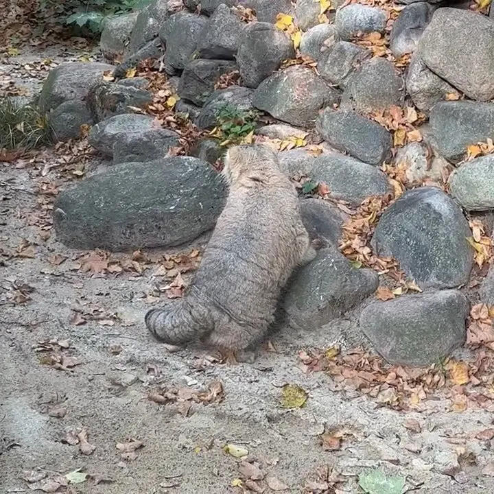 A photograph of Bozenka in Poznan New Zoo