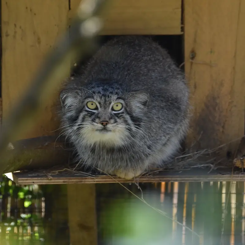 A photograph of Altai in The Lakeland Wildlife Oasis