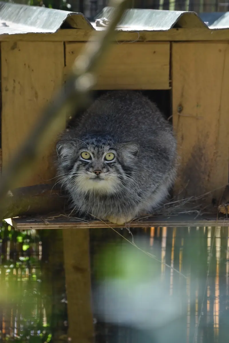 A photograph of Altai in The Lakeland Wildlife Oasis