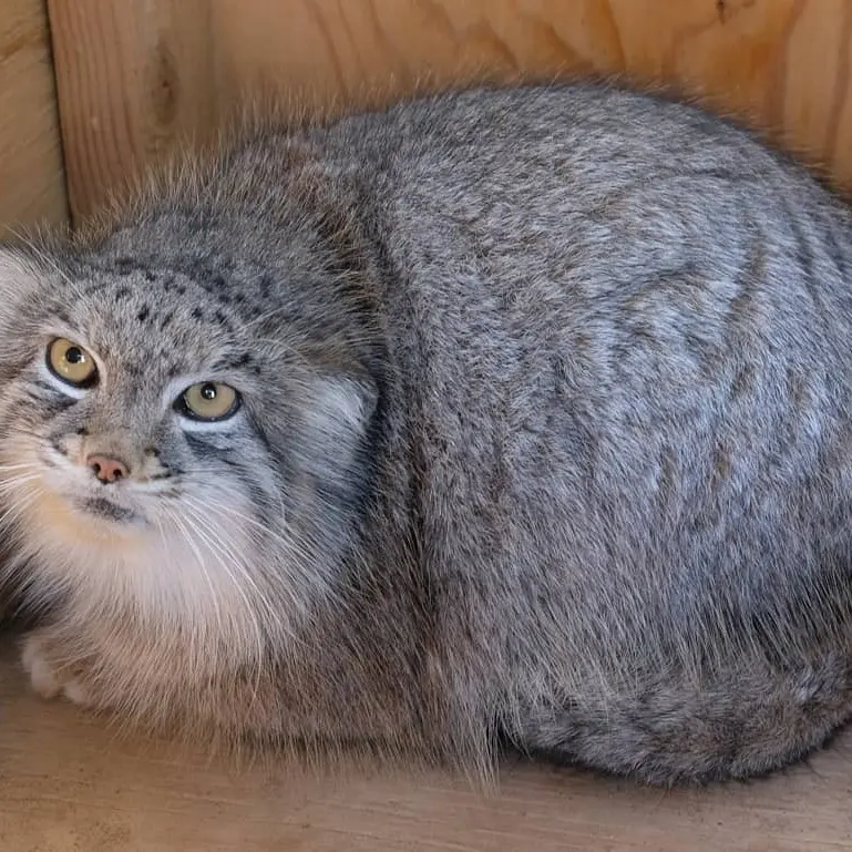 A photograph of Minka in The Cat House