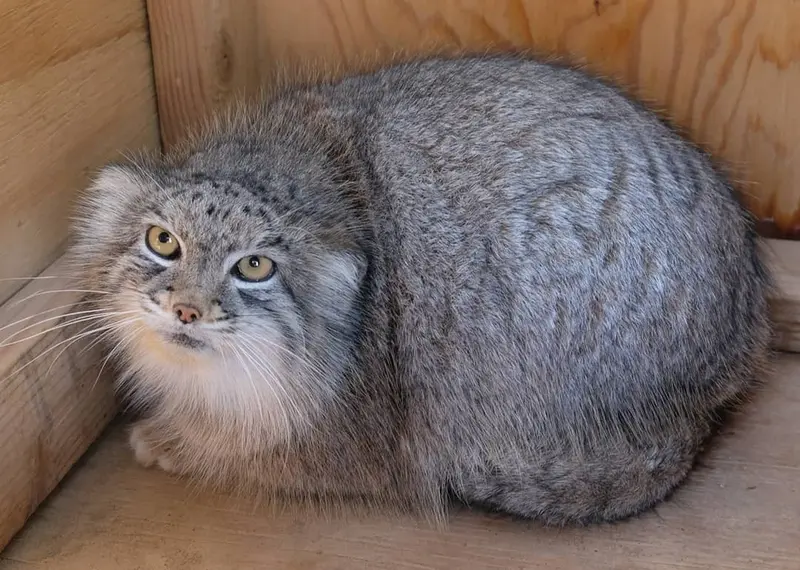 A photograph of Minka in The Cat House