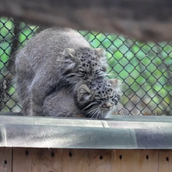 A photograph of a Pallas's cat in Novosibirsk Zoo