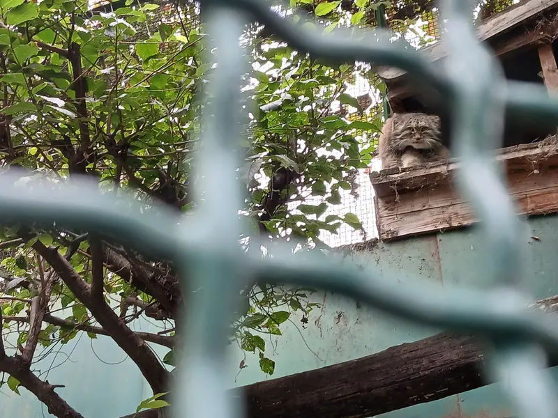 A photograph of Bohus in Budapest Zoo &amp; Botanical Garden