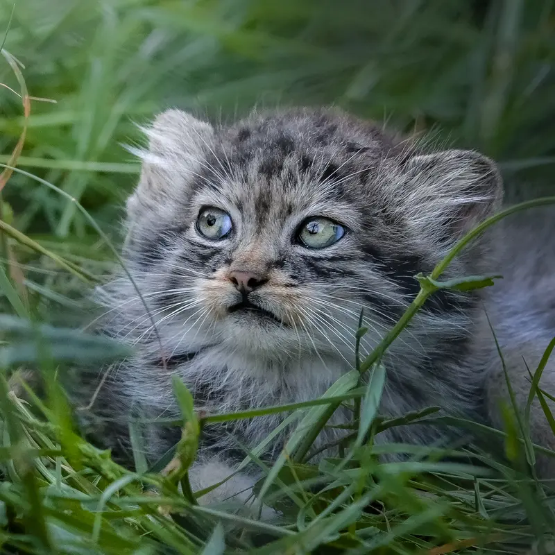 A photograph of a Pallas's cat in Port Lympne Wild Animal Park
