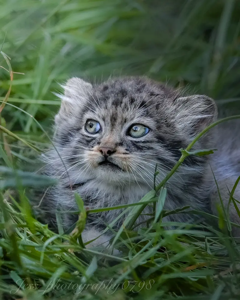A photograph of a Pallas's cat in Port Lympne Wild Animal Park
