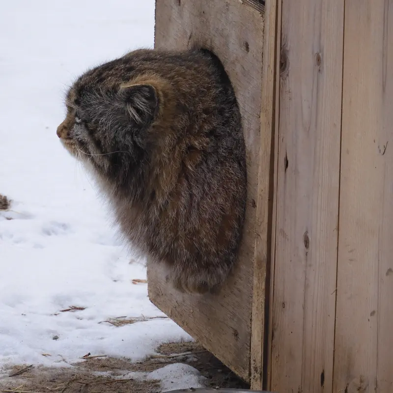 A photograph of Grey in Novosibirsk Zoo