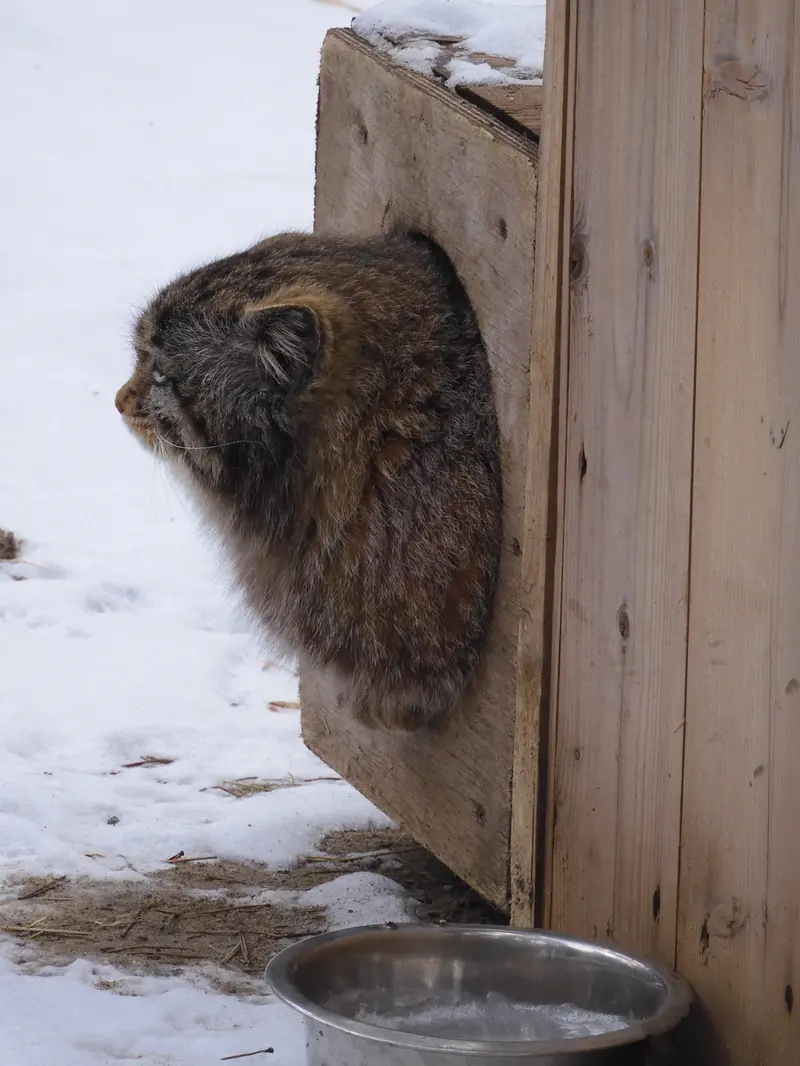 A photograph of Grey in Novosibirsk Zoo