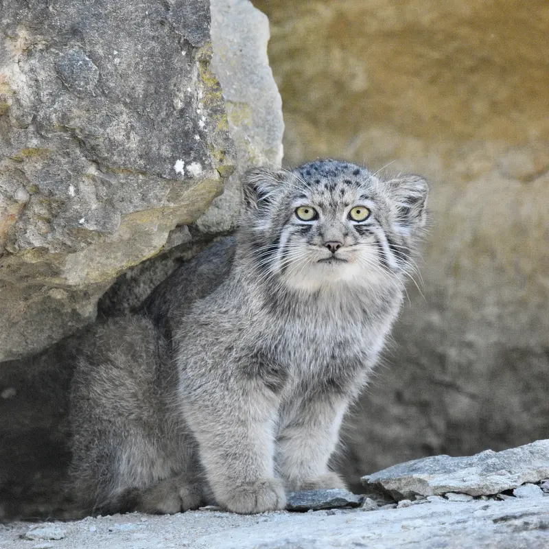 A photograph of Zaya in Port Lympne Wild Animal Park