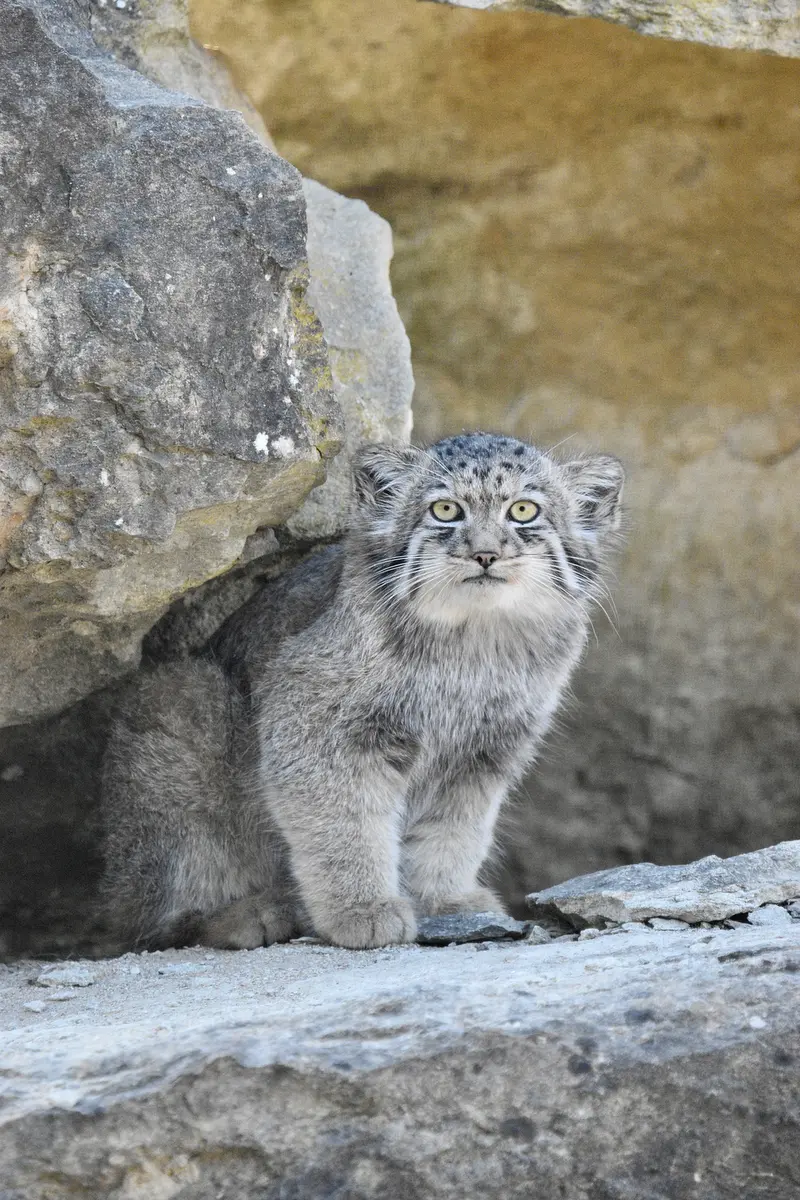 A photograph of Zaya in Port Lympne Wild Animal Park