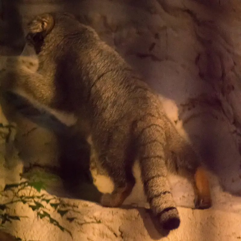 A photograph of Figa in Nogeyama Zoo