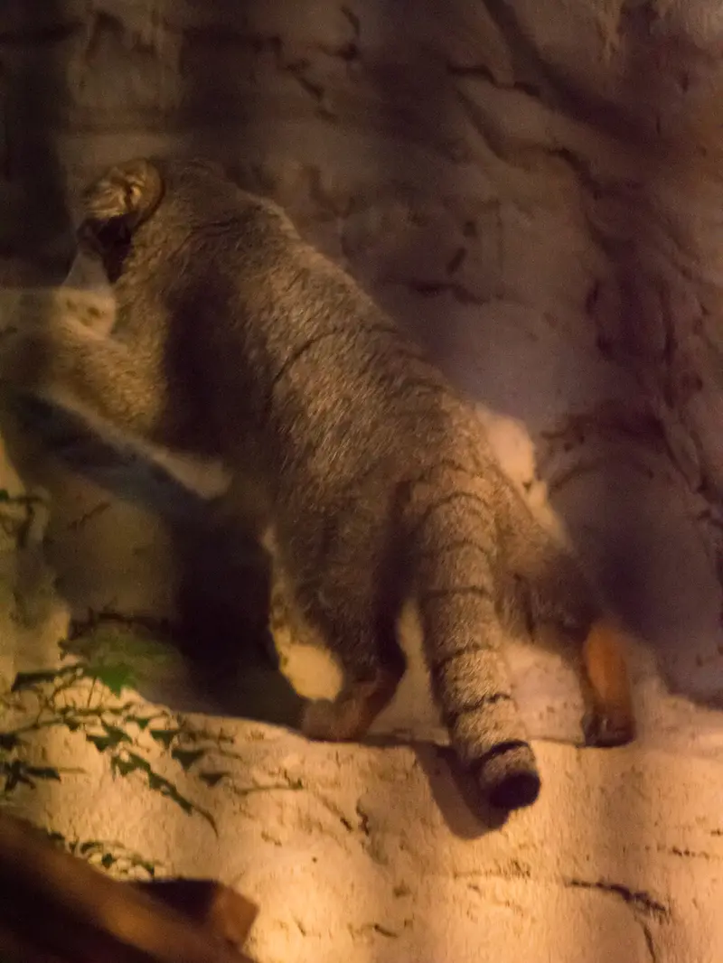 A photograph of Figa in Nogeyama Zoo