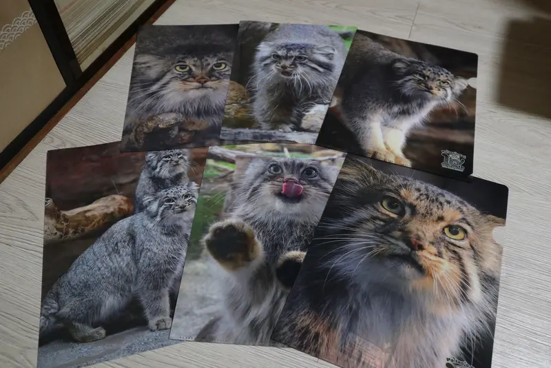 A photograph of a Pallas's cat