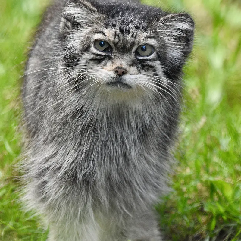 A photograph of Jochi in Howletts Wild Animal Park