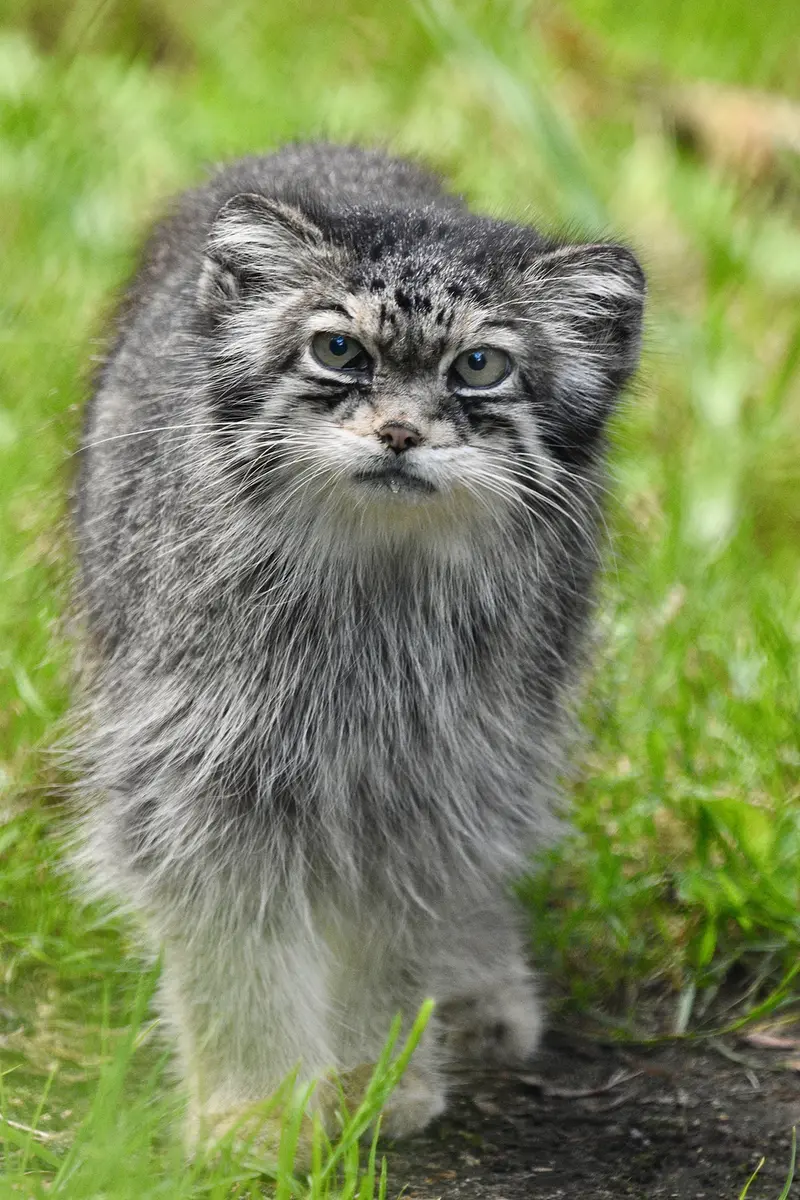 A photograph of Jochi in Howletts Wild Animal Park