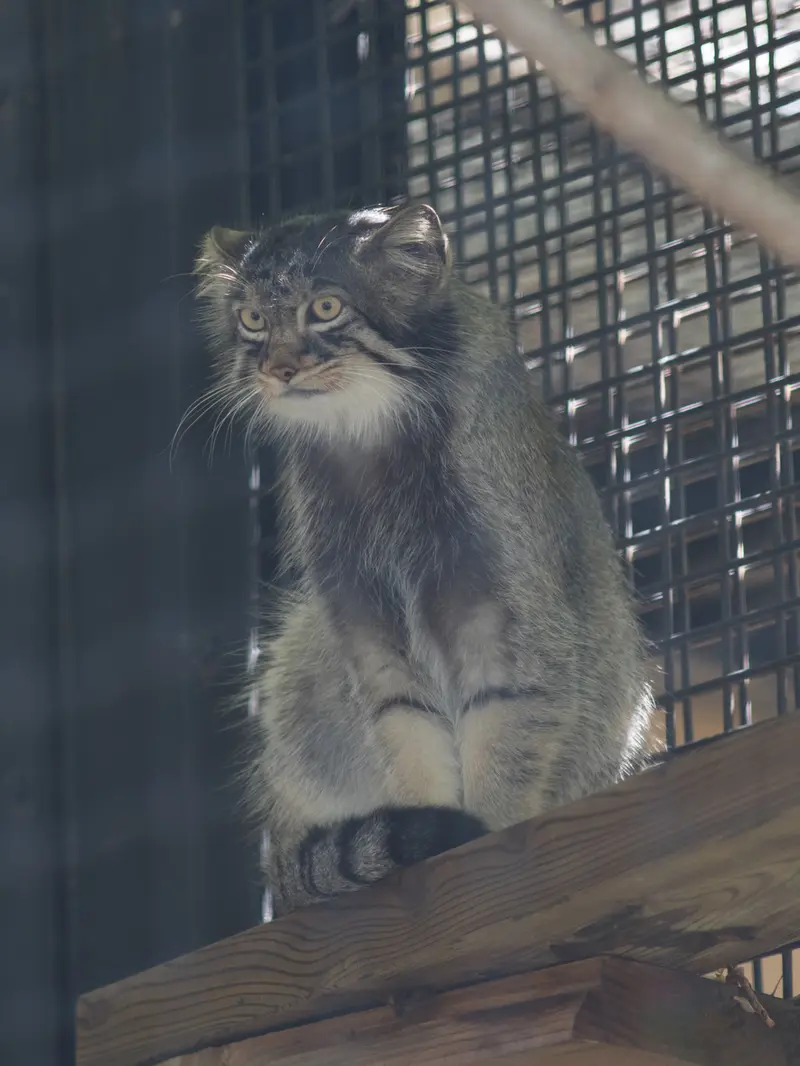 A photograph of Hide in Asahiyama Zoo