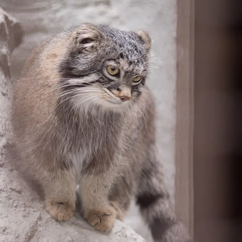 A photograph of Figa in Nogeyama Zoo