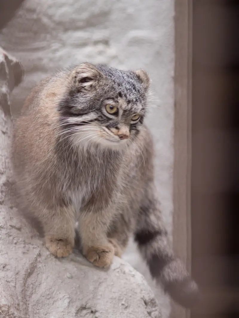 A photograph of Figa in Nogeyama Zoo