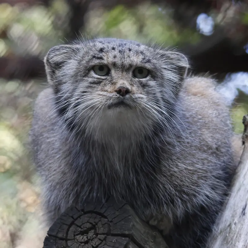 A photograph of Mia in Novosibirsk Zoo
